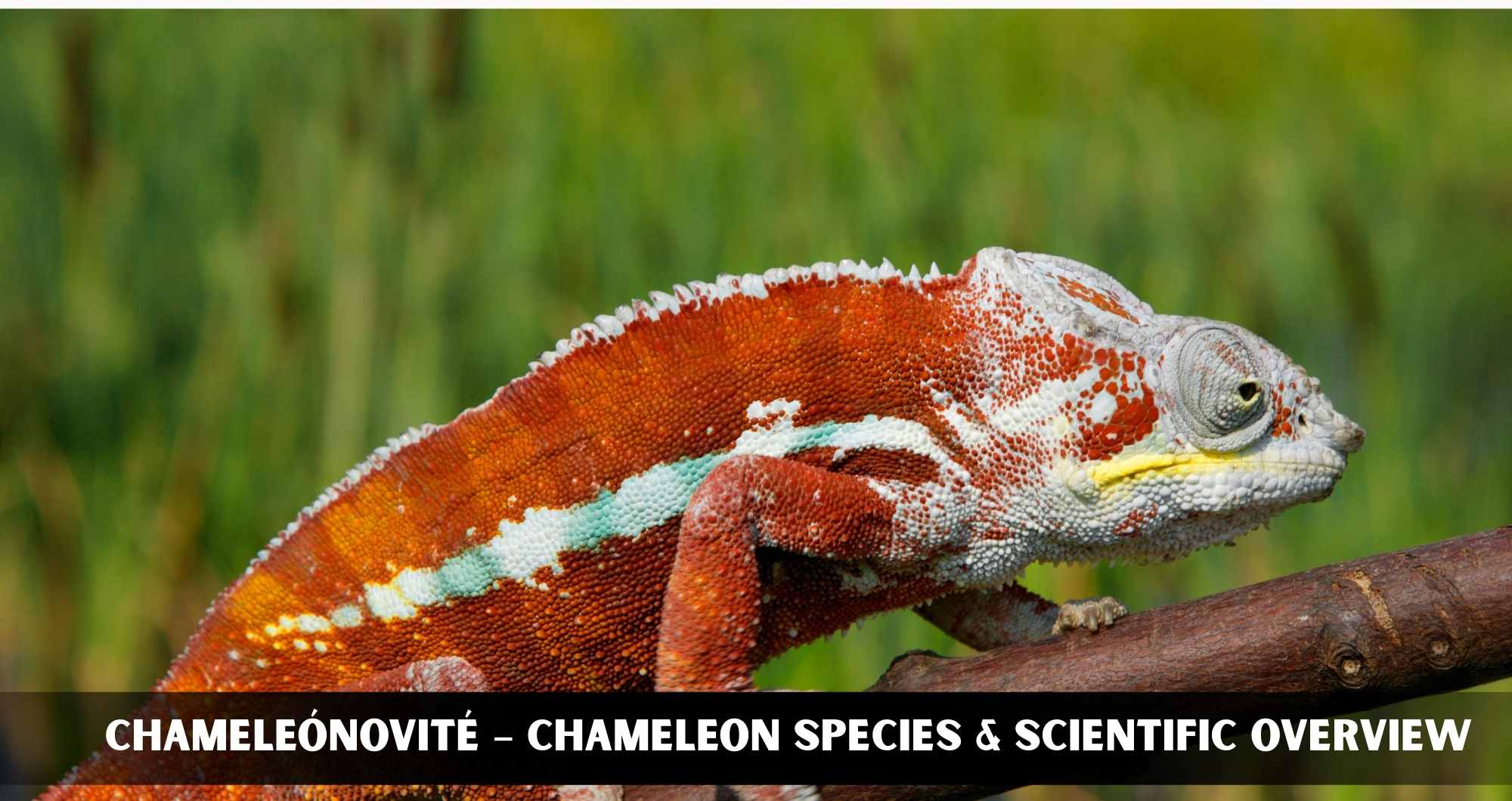 Chameleónovité